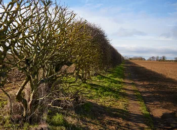 Winter hedge row.jpg